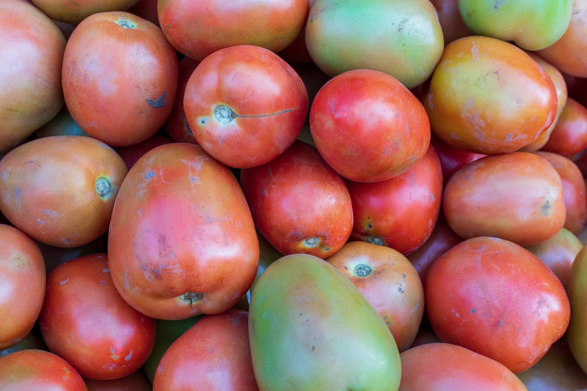 Happy #WorldFoodDay! 🍅 Today honors efforts to address hunger, food insecurity and food safety.

Dr. Arie Havelaar has worked with researchers from <a href="/ILRI/">ILRI.org</a> and <a href="/haramayauniver4/">Haramaya University</a> to study the contamination of tomatoes with E. coli as a general indicator of fecal contamination.
