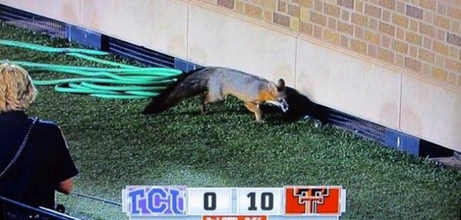 Flatland Sports🌵 tweet media