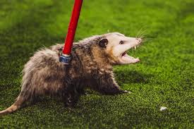 Flatland Sports🌵 tweet media