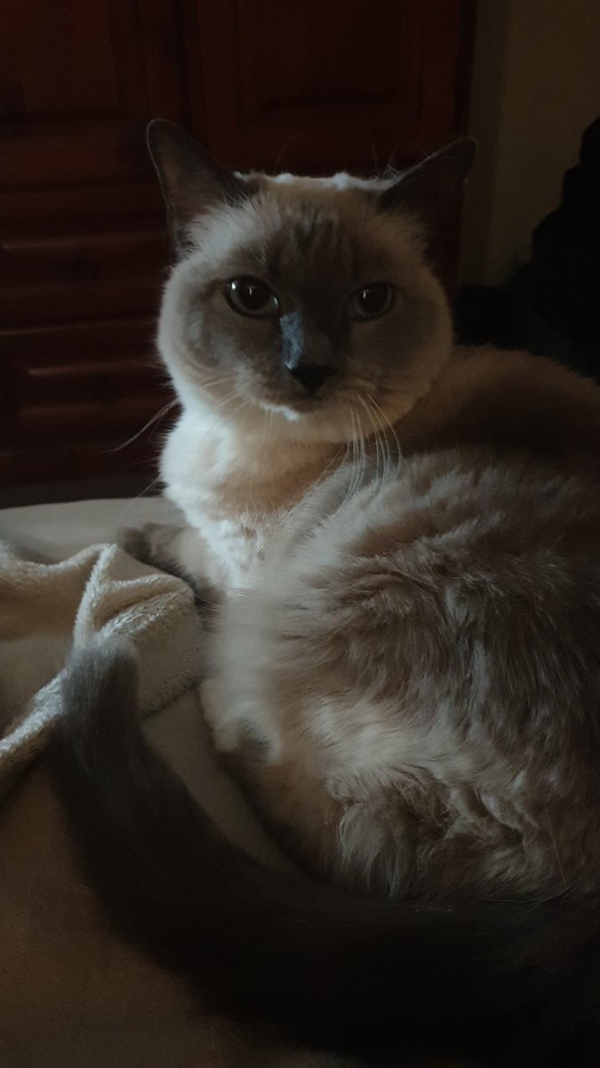 Bocajishere's tweet photo. @spaceghost What breed is kitty? I have an elderly girl that looks surprisingly similar and we don't know what breed she is. Photos for tax https://t.co/6UvmDCXpwh