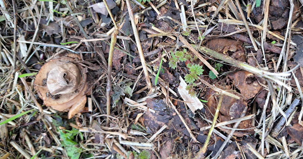 JiscaDijk's tweet photo. #Fungi #zwam #paddenstoel #schimmel #aardster #geastrum #Boekelerhof
In de recent gemaaide brede berm viel dit bolletje op:
gekraagde aardster - Geastrum triplex.
Mooi is de kraag onder het bolletje te zien.
Anderen hebben het maaigeweld niet goed doorstaan 😉 https://t.co/LsRsK91Mc5