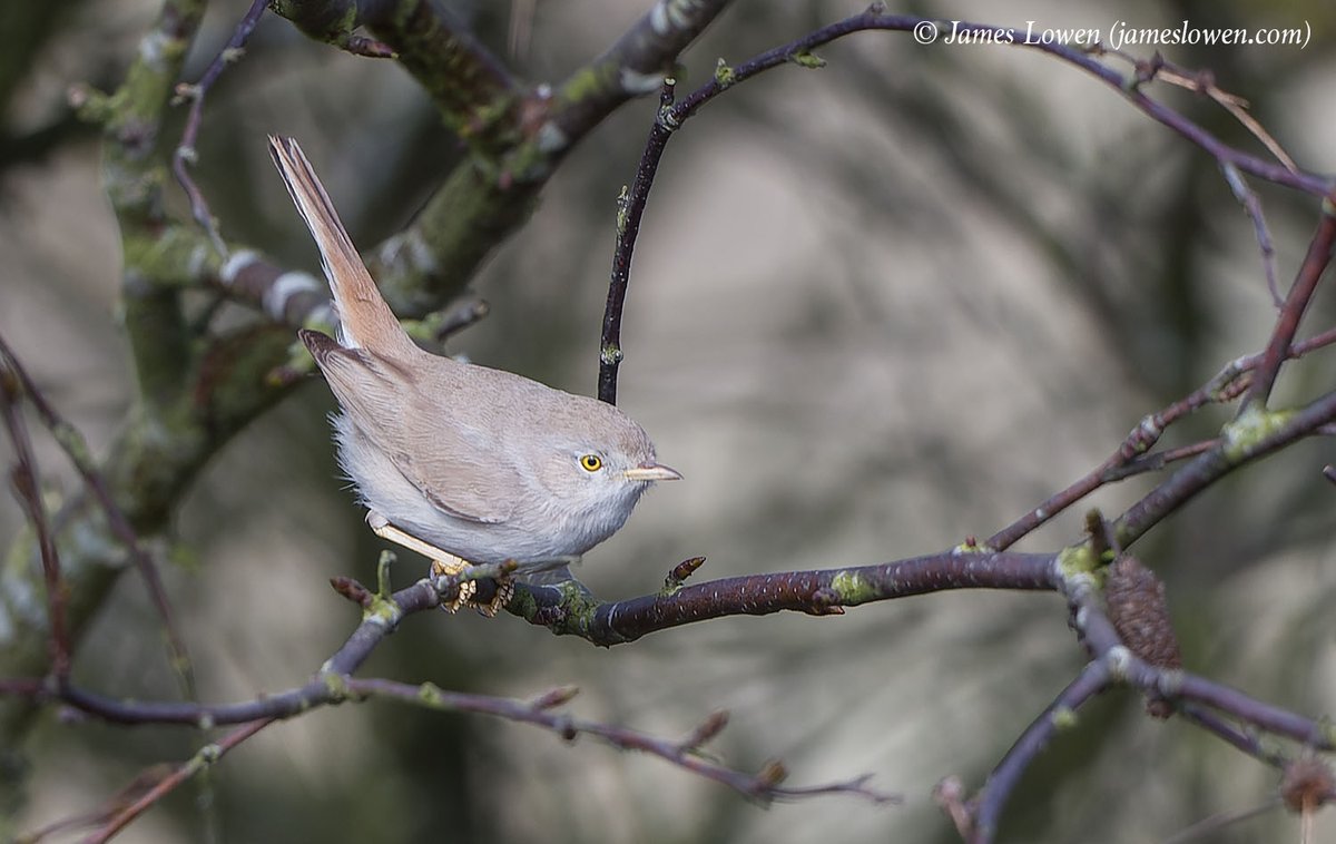 James Lowen tweet media