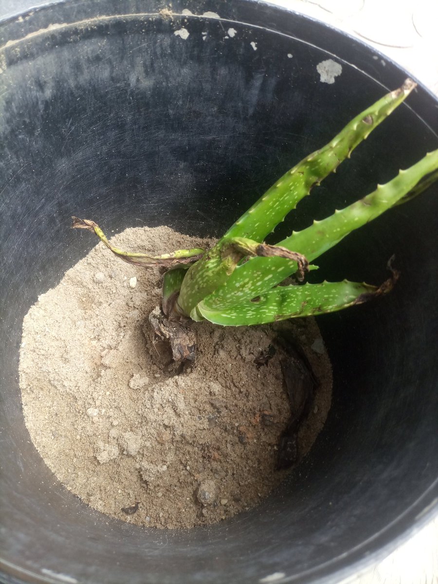 Je sais que je suis tweet media