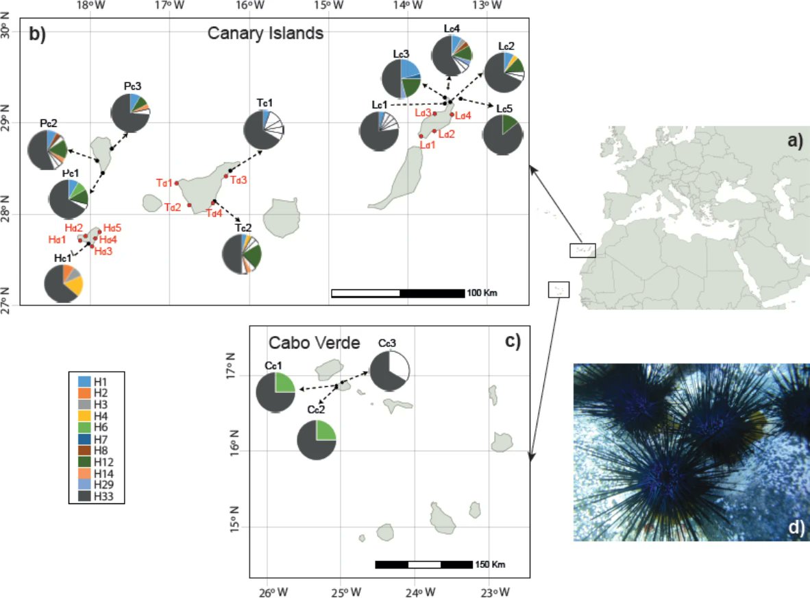 Laia Pérez Sorribes (She/Her) (@lperezsorribes) on Twitter photo 🥳Happy to see part of the work done at the <a href="/EchinoAdaptive/">Adaptive Team</a> <a href="/UniBarcelona/">Universitat de Barcelona</a>, now published in <a href="/SciReports/">Scientific Reports</a>!
Population #genomic structure of the sea urchin Diadema africanum, a relevant species in the rocky reef systems across the Macaronesian archipelagos 🔗nature.com/articles/s4159… 🥳Happy to see part of the work done at the <a href="/EchinoAdaptive/">Adaptive Team</a> <a href="/UniBarcelona/">Universitat de Barcelona</a>, now published in <a href="/SciReports/">Scientific Reports</a>!
Population #genomic structure of the sea urchin Diadema africanum, a relevant species in the rocky reef systems across the Macaronesian archipelagos 🔗nature.com/articles/s4159…