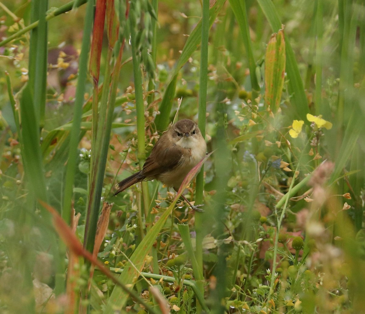 Paddyfield Warbler feeding happily in the seedy weedy crop field at Norwick today. Shetland needs more of these fields.