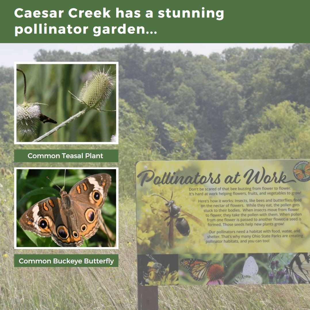 OHStateParks's tweet photo. Sustainability Spotlight 💡
Caesar Creek State Park 🌱🌨 

From angler fishing line recycling bins to pollinator and rain gardens, Caesar Creek is leading the way in conservation. You’ll also find solar panels, rain barrels, composting, and reusable water bottles. @ohiodnr https://t.co/ULpBW27Dij