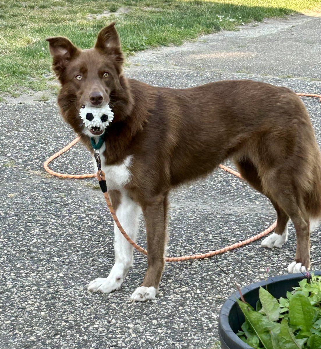 RedKat52's tweet photo. @buitengebieden This is my sweet girl, Hannah, playing with one of her favorite balls. https://t.co/8LP846MlB3