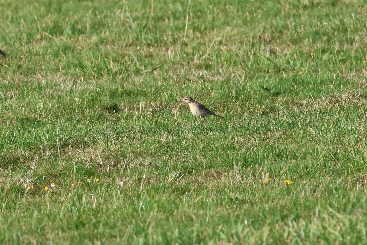 Playing around with new camera this afternoon in the sunshine. Although distant I was pleased to get shots of Red-backed Shrike and Tawny Pipit.
