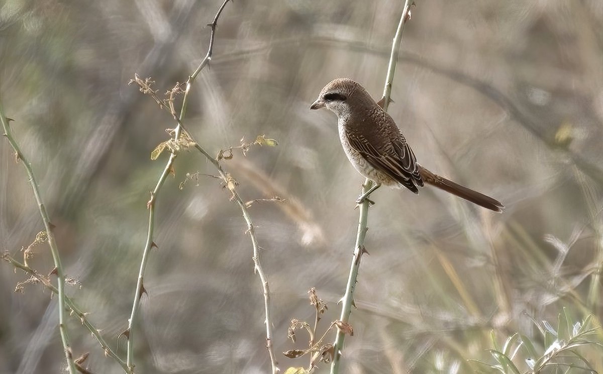 Brown Shrike, Lanius cristatus photographed at Hondsbossche Zeewering, Noord-Holland, photo by Ron Schuddeboom - 5th for the Netherlands