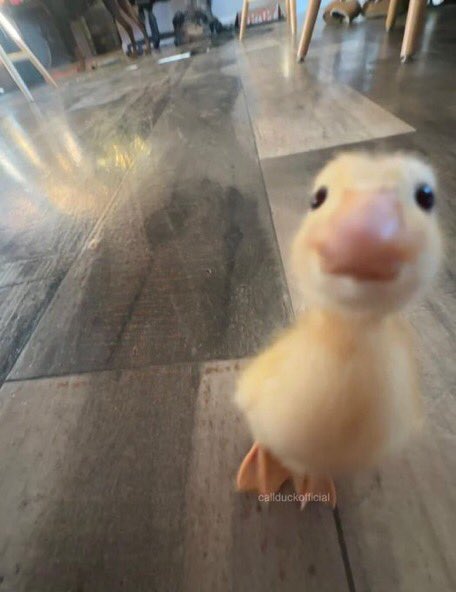 Out of Context Birds (@contextbirds) on Twitter photo 