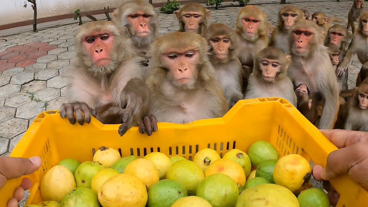 bobking's tweet image. Monday morning at #SFN2024: Does the macaque IT cortex also contain food-selective areas like in humans? Come hear Baoqi Gong present his fMRI and ephys experiments on food-selective areas in the macaque IT. Poster board H11.