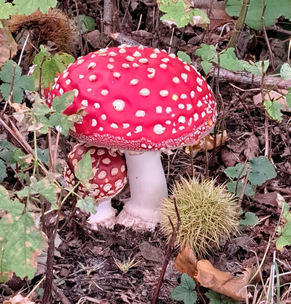 Faithfully in the same place every #autumn. Beauty! #nature #luonto #natuur