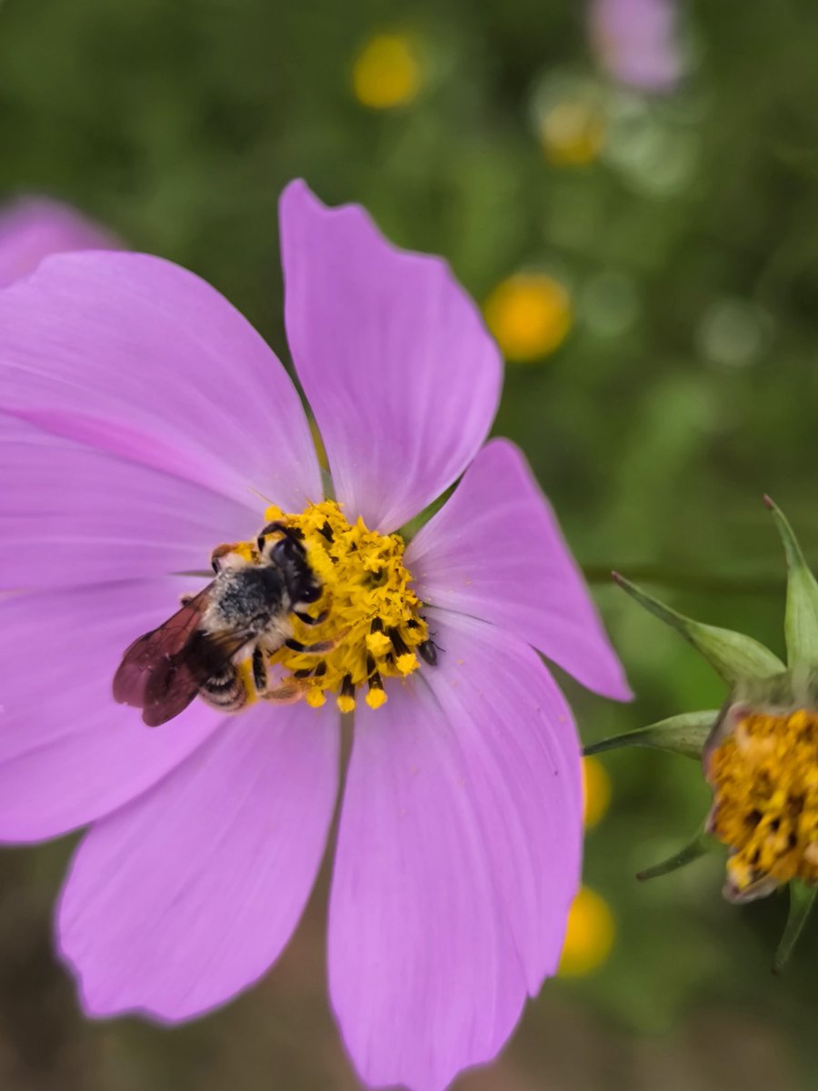 ruizlalo's tweet photo. Festín de polen en #Cosmos sulphureus #Asteraceae @hugofierros https://t.co/idGdcUdv6s