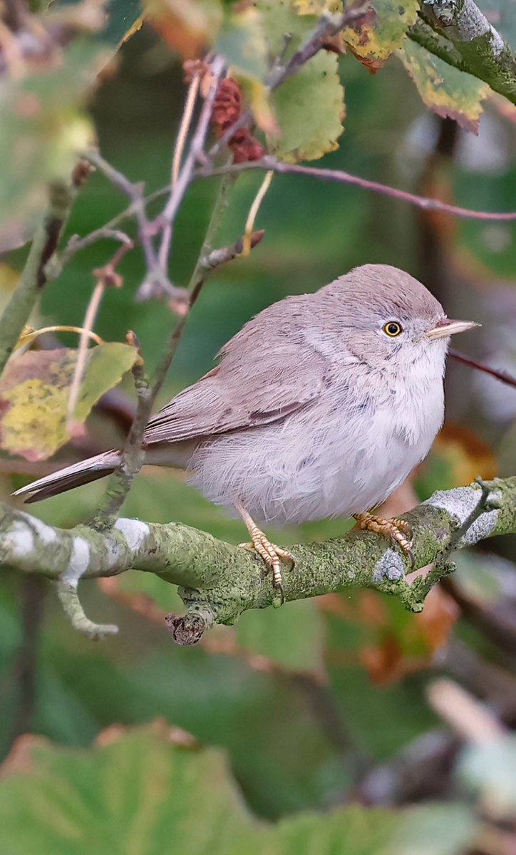 Thrilled to see this gorgeous Asian Desert Warbler at Winterton North Dunes today.