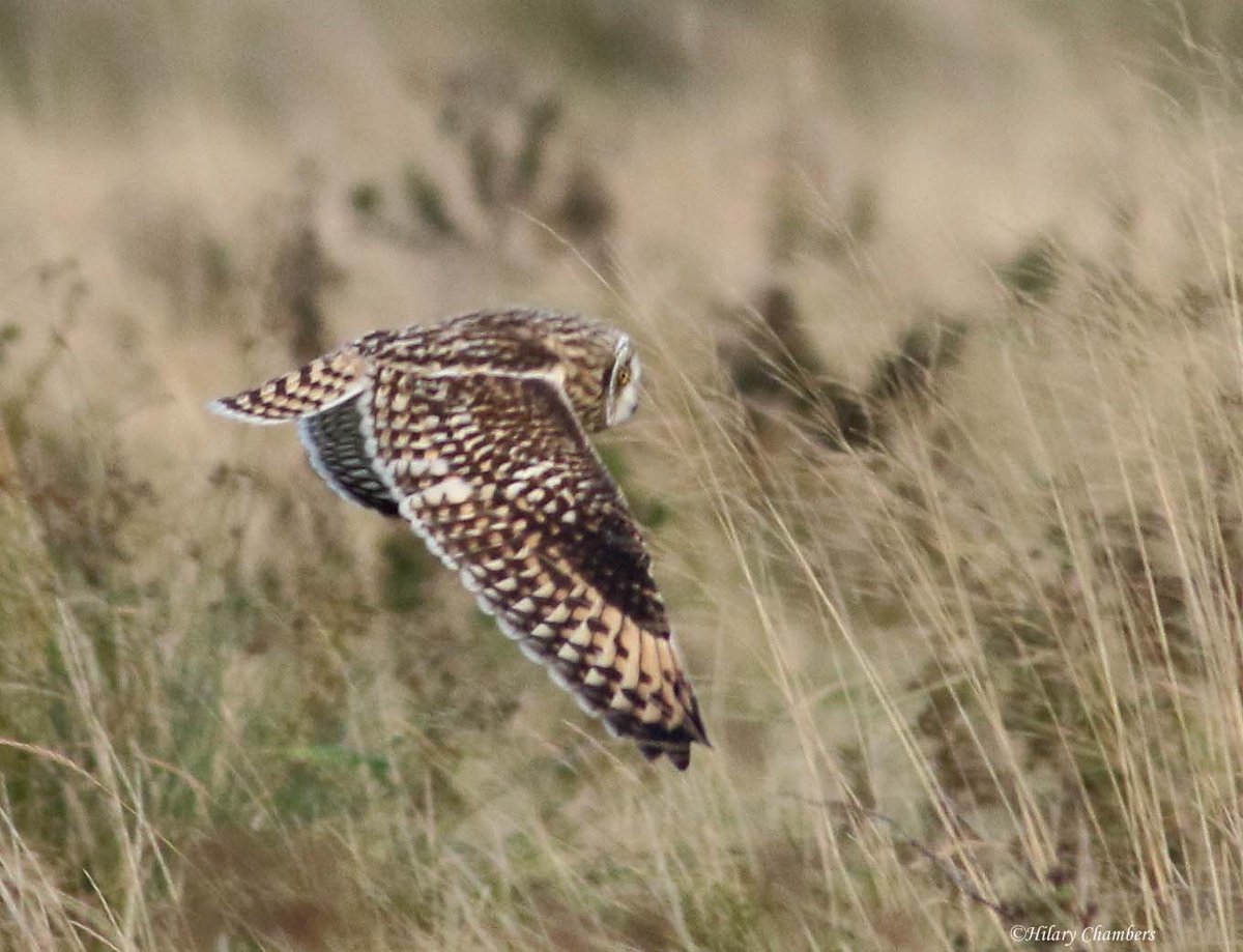 Short Eared Owl from yesterday - quite a distance away <a href="/DurhamBirdClub/">Durham Bird Club</a>