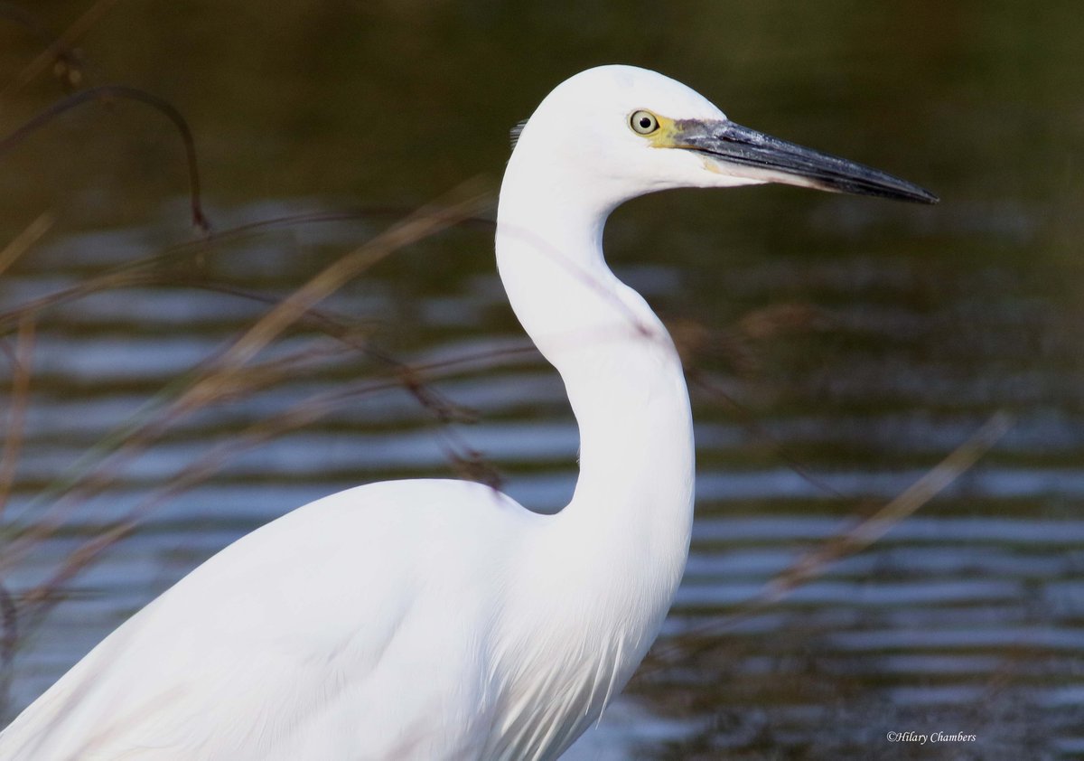 Close up of a Little Egret from yesterday <a href="/DurhamBirdClub/">Durham Bird Club</a>