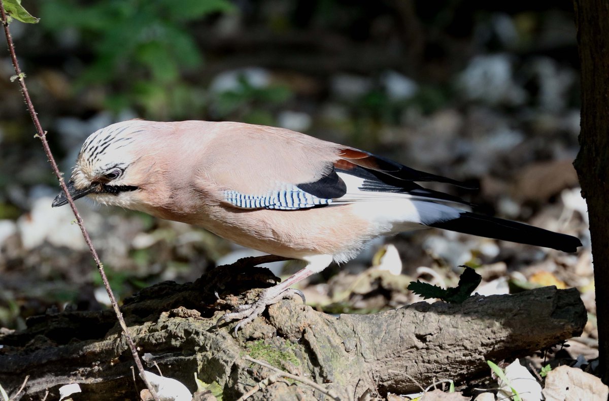 Jay from yesterday <a href="/DurhamBirdClub/">Durham Bird Club</a>