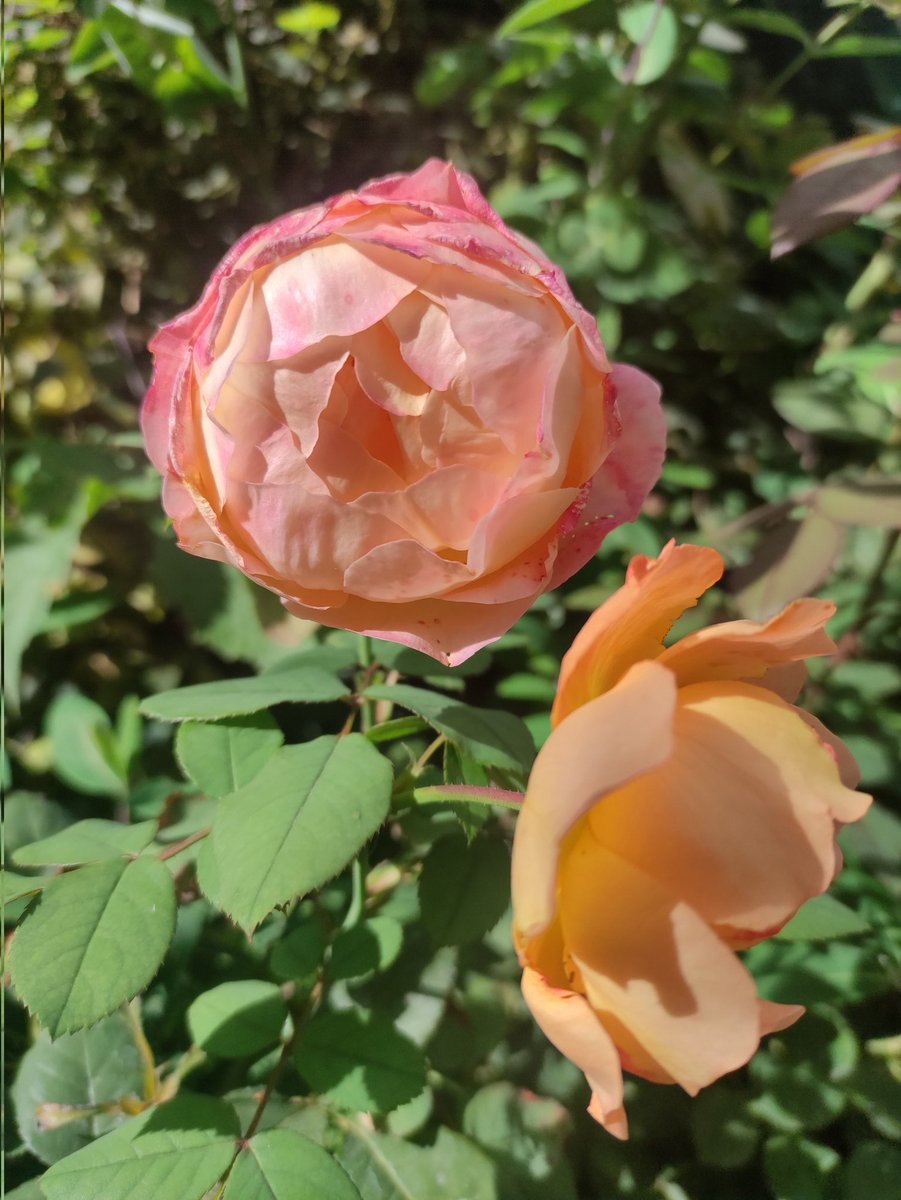 ChNeumeyer's tweet photo. #Rosen im #Herbst im Wiener Hinterhof, der Duft von #LadyHamilton https://t.co/n2COIyh35W