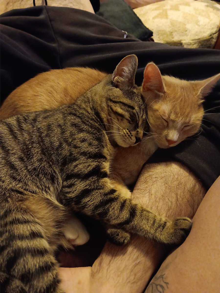 Kathryn Rathe is frantically  looking for lost kitties. Wards Lake area. They found their camper wrapped around a  tree in the field next to Wards Lake, little kitty  footprints in the mud. Orange tabby is Cyrus, Gray is Stinky. Microchipped.