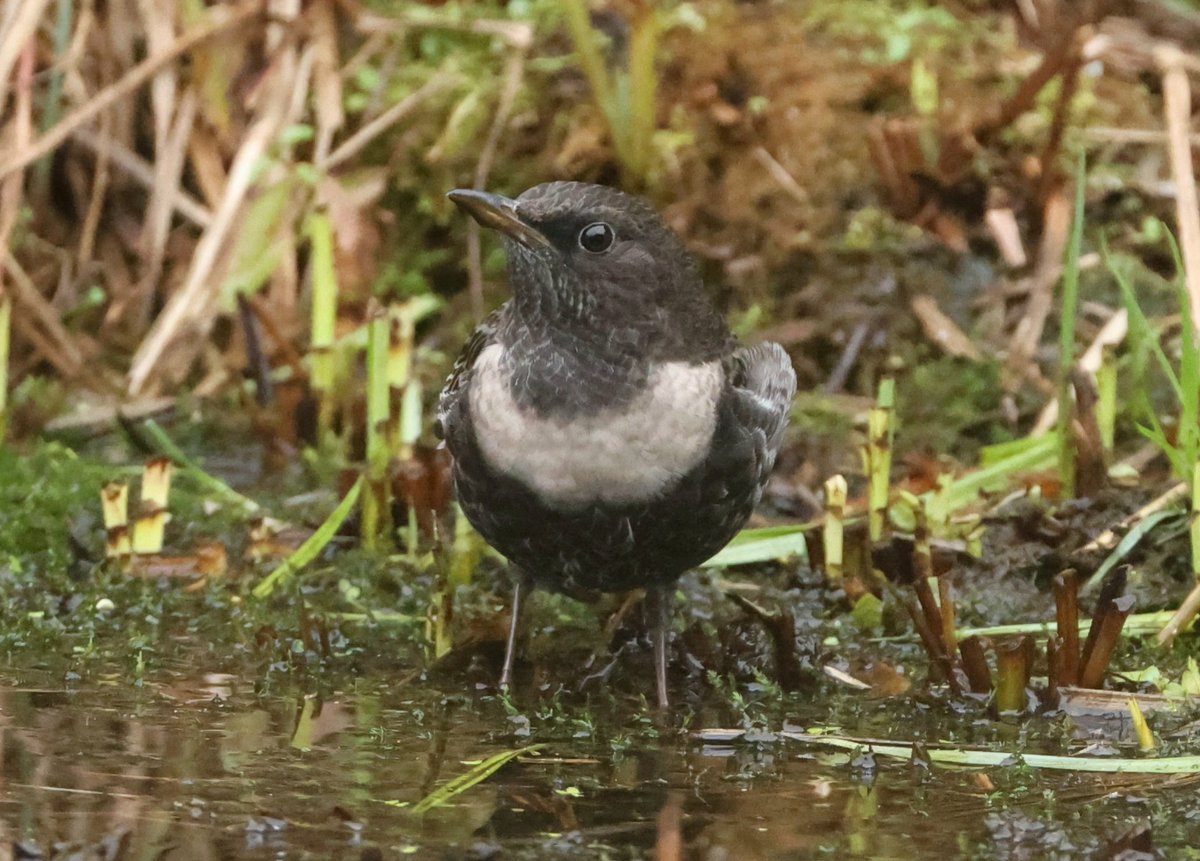 RareChat tweet media