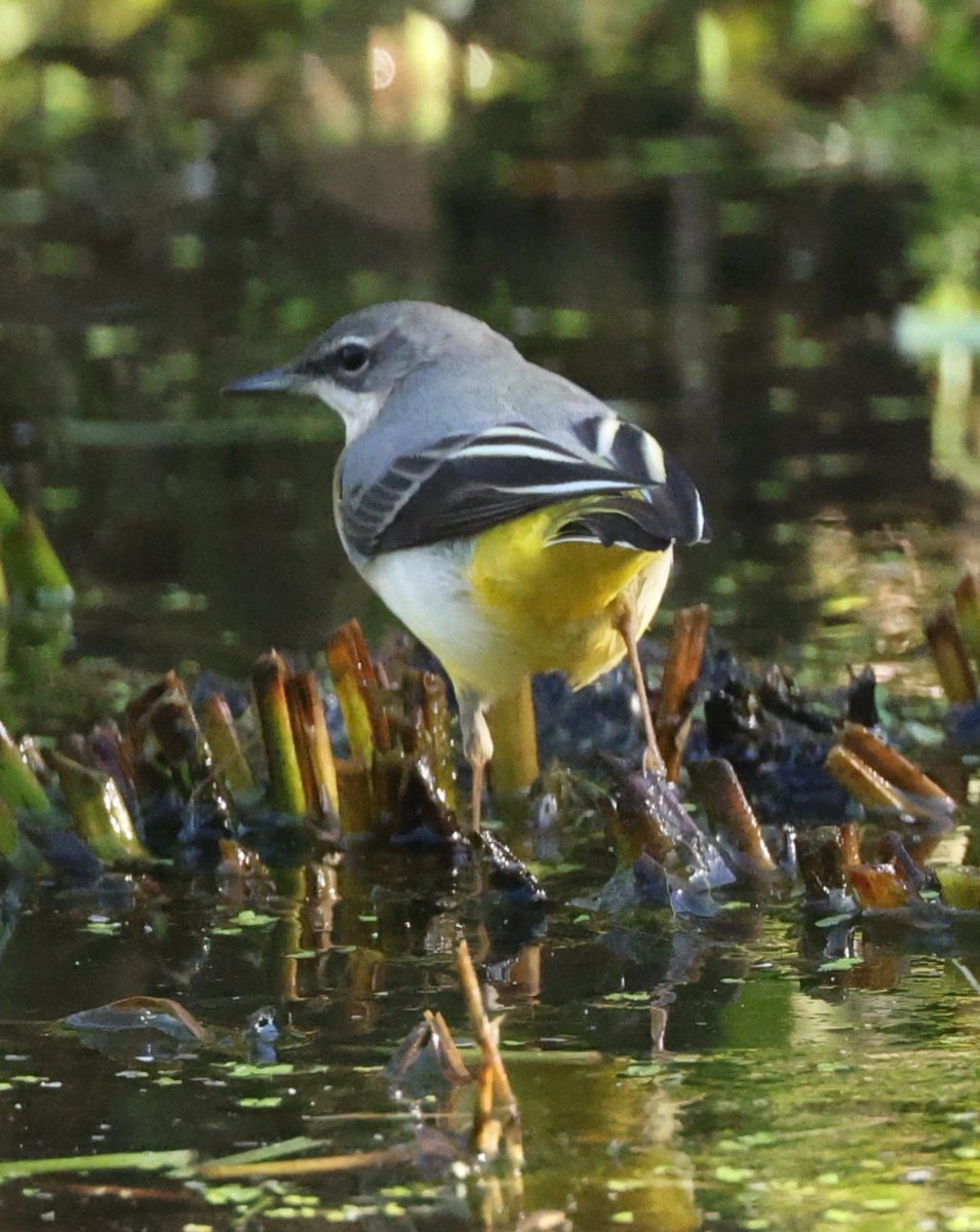 RareChat tweet media