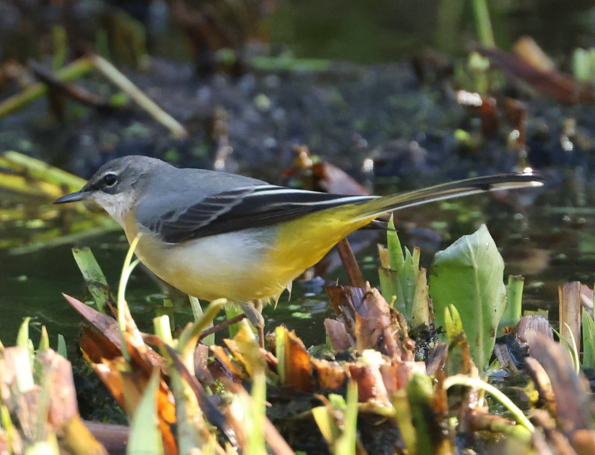 RareChat tweet media