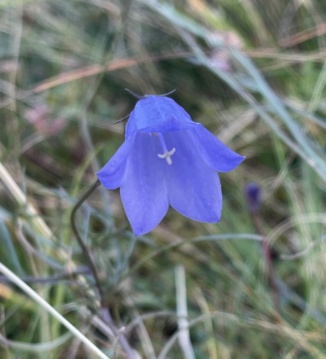Harebell/Scottish bluebell (Campanula rotundifolia) at Del Bog, Cairngorms. With stems and petals so delicate, it's a wonder they make it through to October... #wildflowerhour