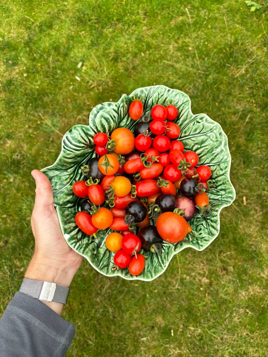 Final tomato harvest of the year! 🍅🌱🥫
