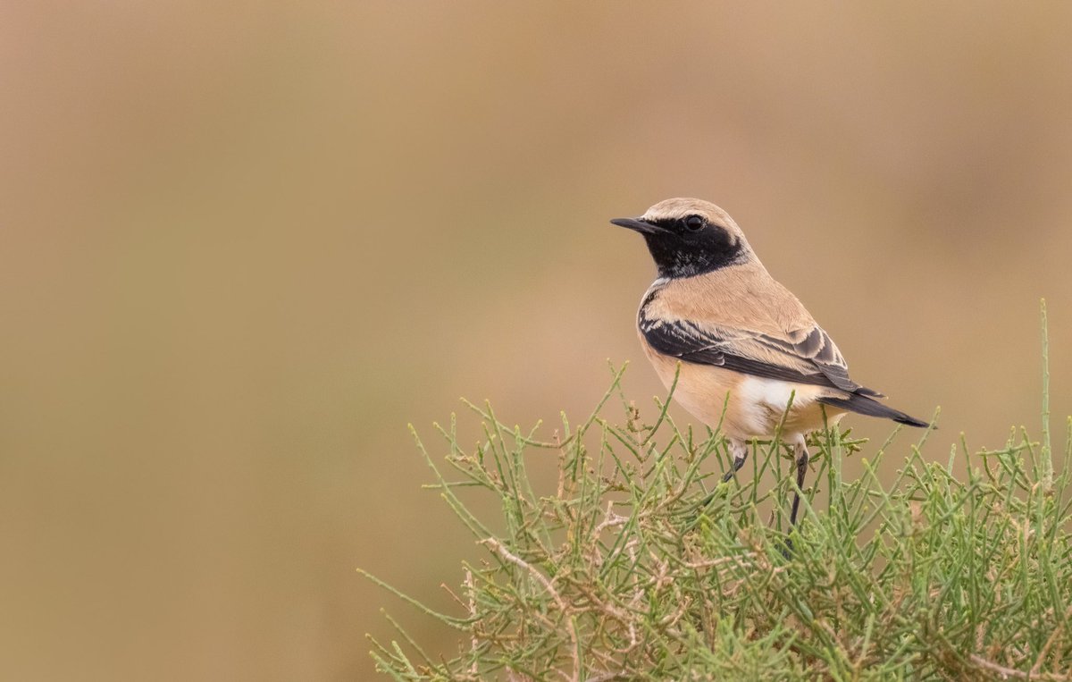 Alex Perry tweet media