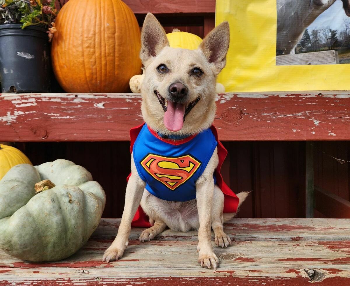 PawsAtHome's tweet image. 31 Days of #HowlOWeen: let’s kick things off right for #SuperHeroSunday 🐶🦸🏻‍♂️🎃 #PAH31Howl