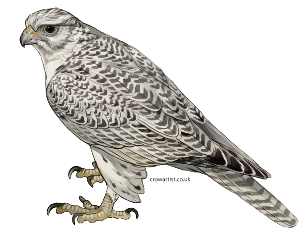 crow_artist's tweet photo. Working on some new sticker and mug designs! Trying to get through all the bird requests I've received! https://t.co/IBT8UxNd2F
