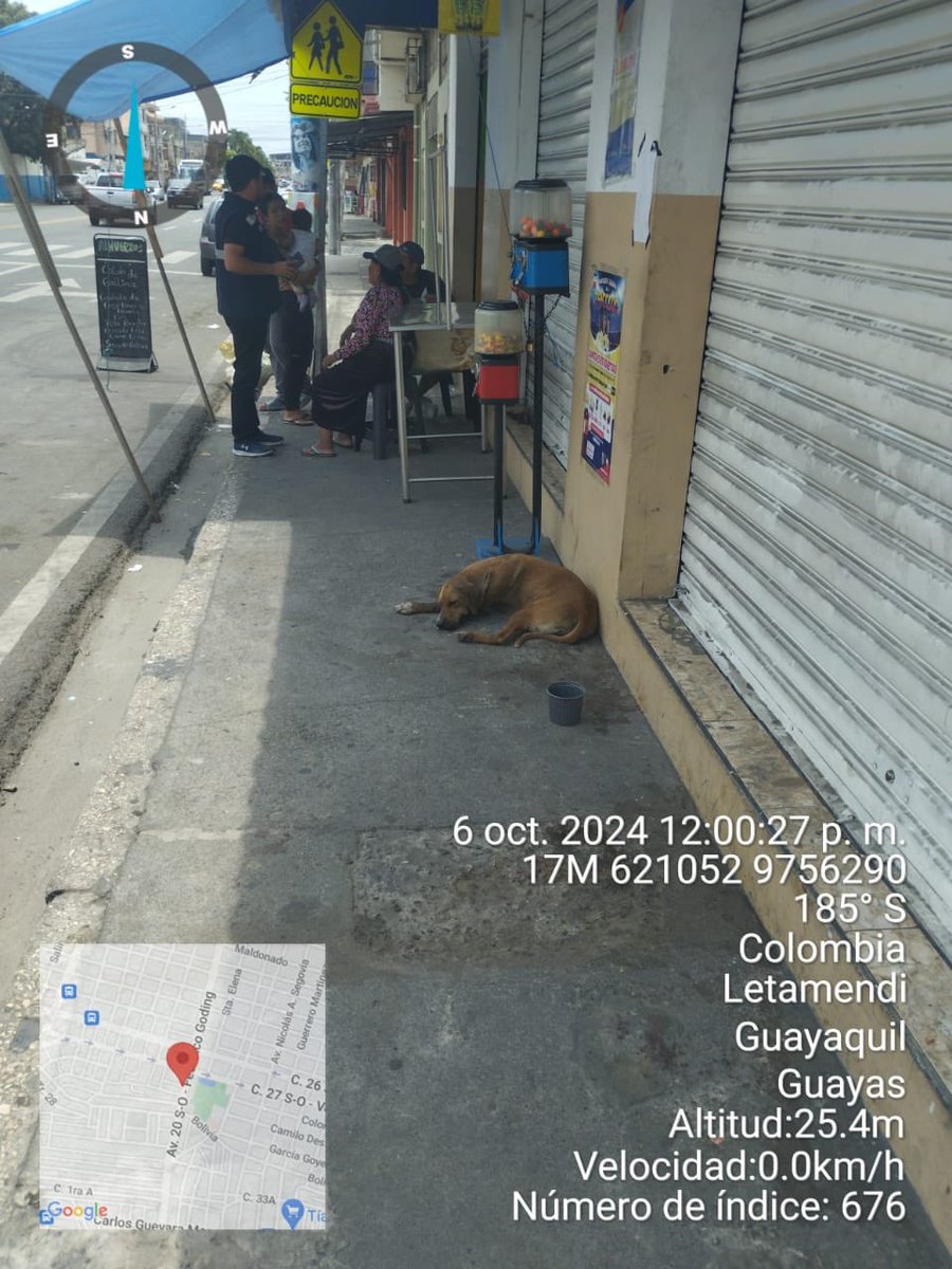 181Responde's tweet photo. El equipo de la Dirección de Protección de los Derechos de los Animales, respondió a un llamado de emergencia en las calles 11 y Colombia, por un perro atropellado. A pesar de ser trasladado rápidamente al CBA para recibir atención médica urgente, el can no logró sobrevivir. Manejemos con precaución para evitar más accidentes con los animales y si conocemos al culpable del hecho se ruega realizar la respectiva denuncia. #MunicipioDeGuayaquil #AlcaldíaResponde