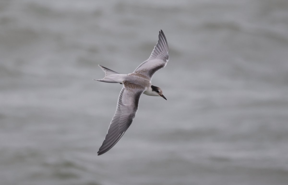 plodingbirder's tweet image. Dungeness: Sandwich, Black, Common  and Arctic Terns at the fishing boats this afternoon.