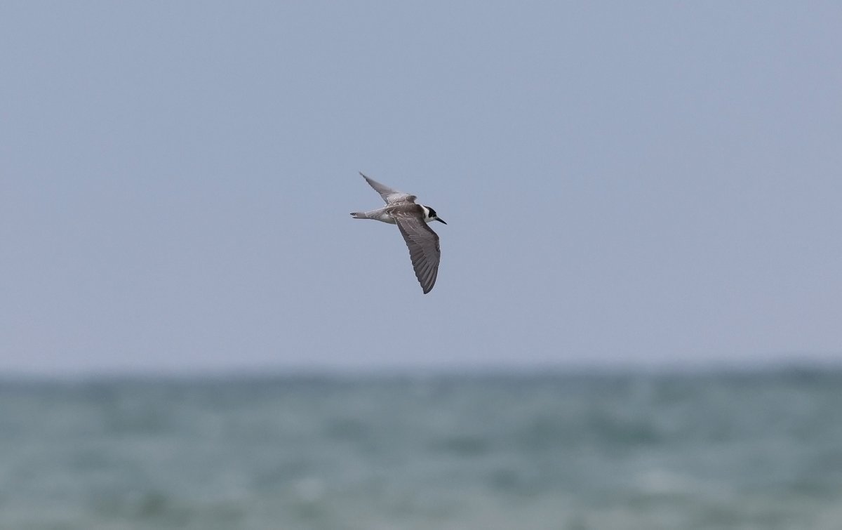 plodingbirder's tweet image. Dungeness: Sandwich, Black, Common  and Arctic Terns at the fishing boats this afternoon.