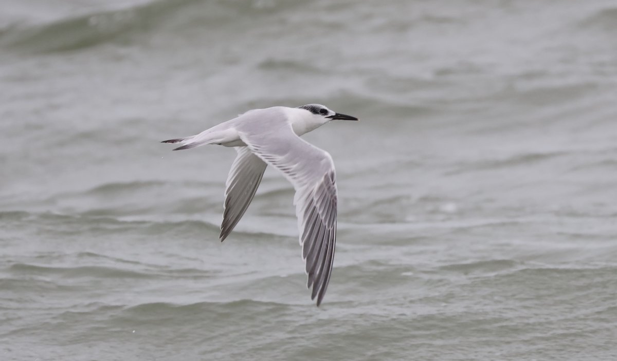 plodingbirder's tweet image. Dungeness: Sandwich, Black, Common  and Arctic Terns at the fishing boats this afternoon.