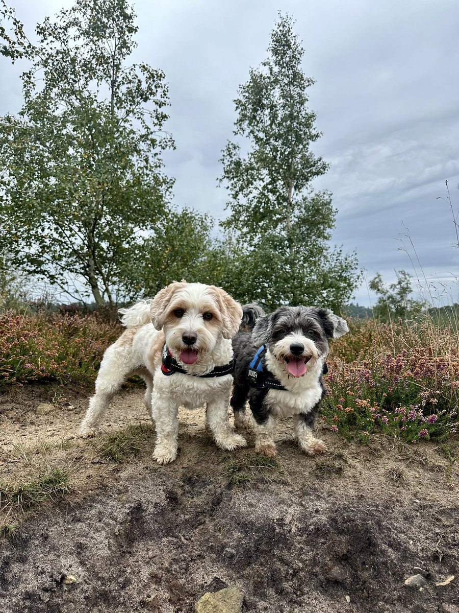 rickythemask's tweet photo. @buitengebieden Odin &amp; Blueberry send their love https://t.co/gBpzw4b0J9