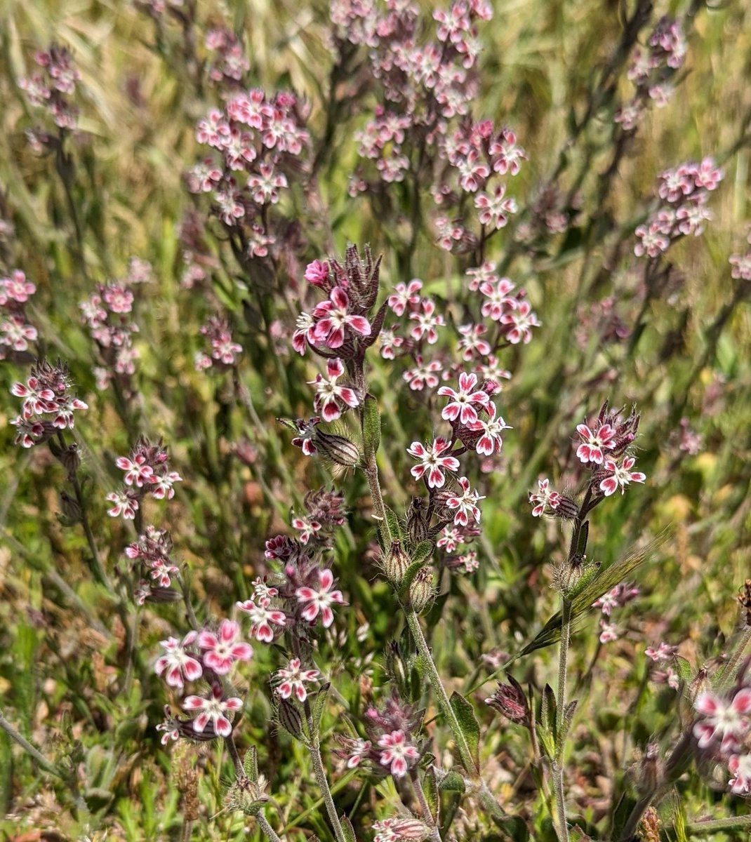 Small-flowered Catchfly, Silene gallica from <a href="/BSBIbotany/">BSBI: Botanical Society of Britain & Ireland</a> Summer Meeting in Guernsey my botanical #FavouriteFind of 2024 for #Wildflowerhour