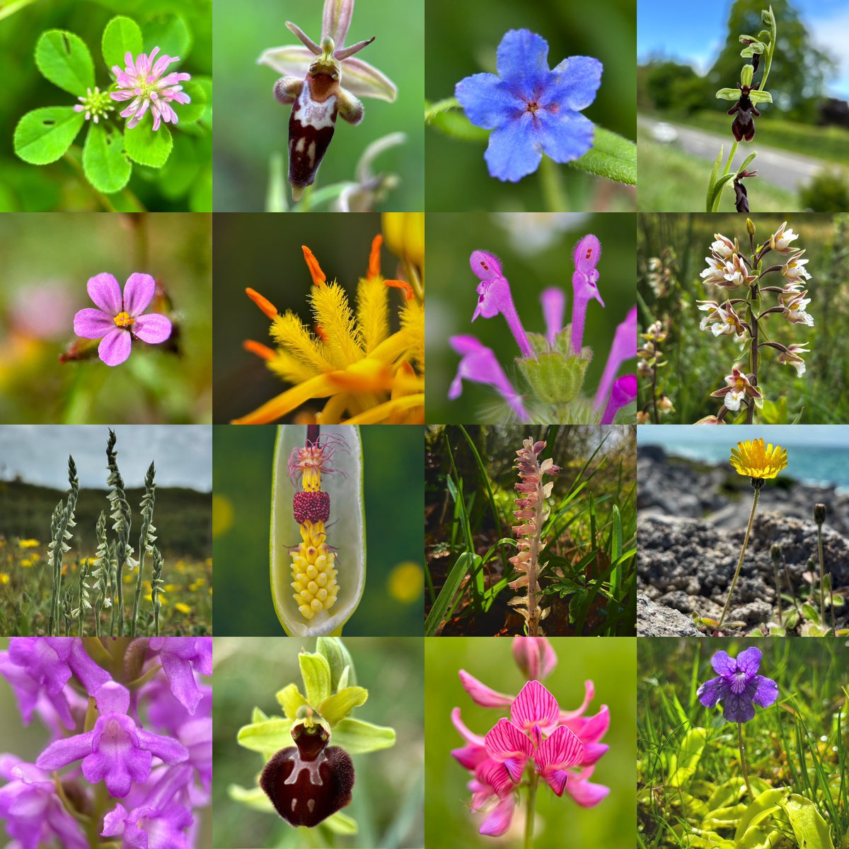 Liz_Downey_'s tweet photo. Iβve seen so many stunning wild flowers this year that thereβs no way I could pick only one. Some found by chance but most found thanks to the help of others π @wildflower_hour #FavouriteFinds πΈ https://t.co/XANc2l9P2r