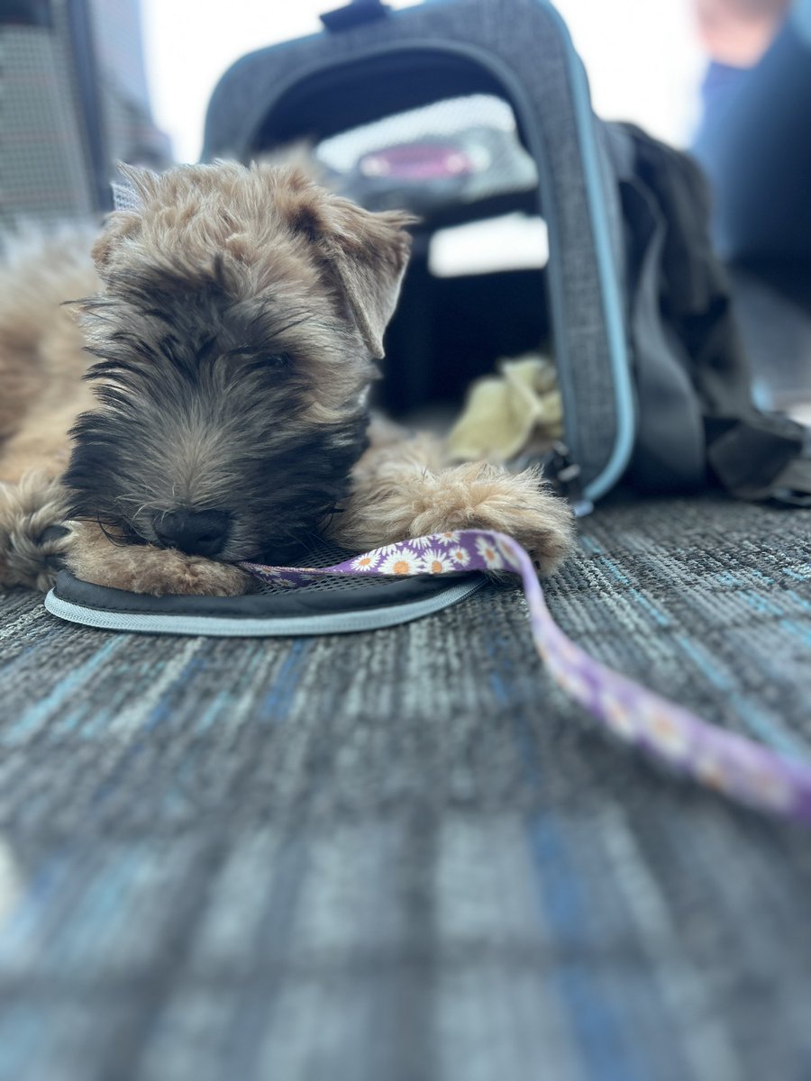 Ashley Feldstein tweet media