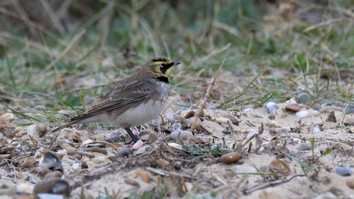 Chris Darby (@chrisddarby) on Twitter photo 1st shore lark of the winter on Kessingland beach this afternoon <a href="/LowestoftLizard/">Terry Dactyl</a> <a href="/BINsBirder/">Lee Woods</a> <a href="/BTO_Suffolk/">BTO Suffolk</a>
<a href="/SuffolkBirdGrp/">Suffolk Bird Group</a> <a href="/SuffolkBirdComs/">Suffolk Bird Records</a> 1st shore lark of the winter on Kessingland beach this afternoon <a href="/LowestoftLizard/">Terry Dactyl</a> <a href="/BINsBirder/">Lee Woods</a> <a href="/BTO_Suffolk/">BTO Suffolk</a>
<a href="/SuffolkBirdGrp/">Suffolk Bird Group</a> <a href="/SuffolkBirdComs/">Suffolk Bird Records</a>