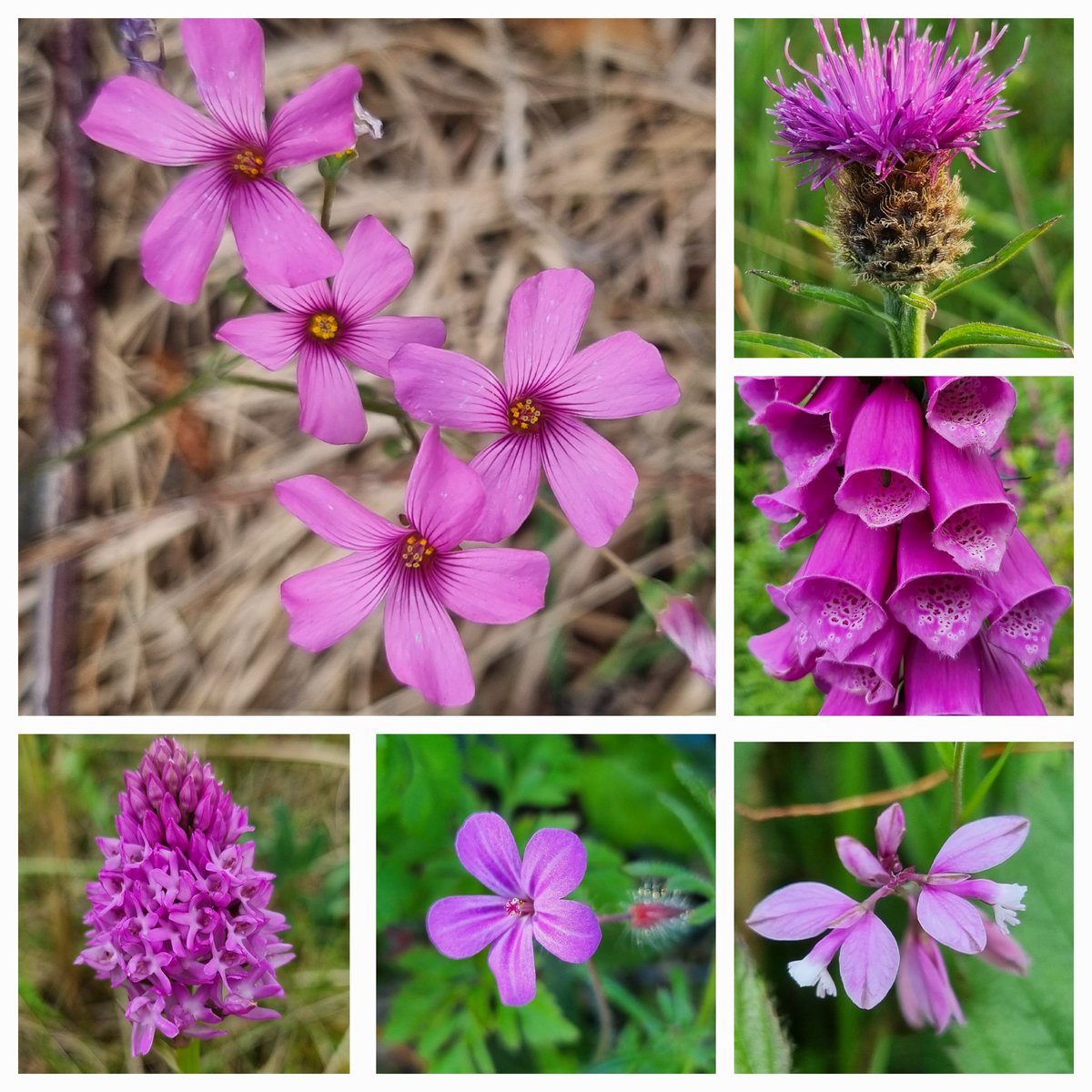 Can't narrow down my #favouritefind from the year, so here a few highlights. #wildflowerhour