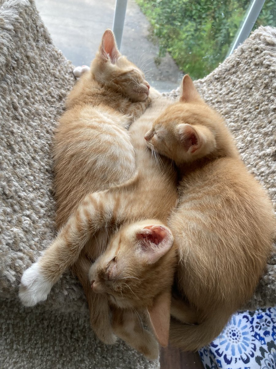MarsRoverCat's tweet photo. This is like…half of them. I can’t even keep track of all of them anymore. https://t.co/l0pbcgK5IF
