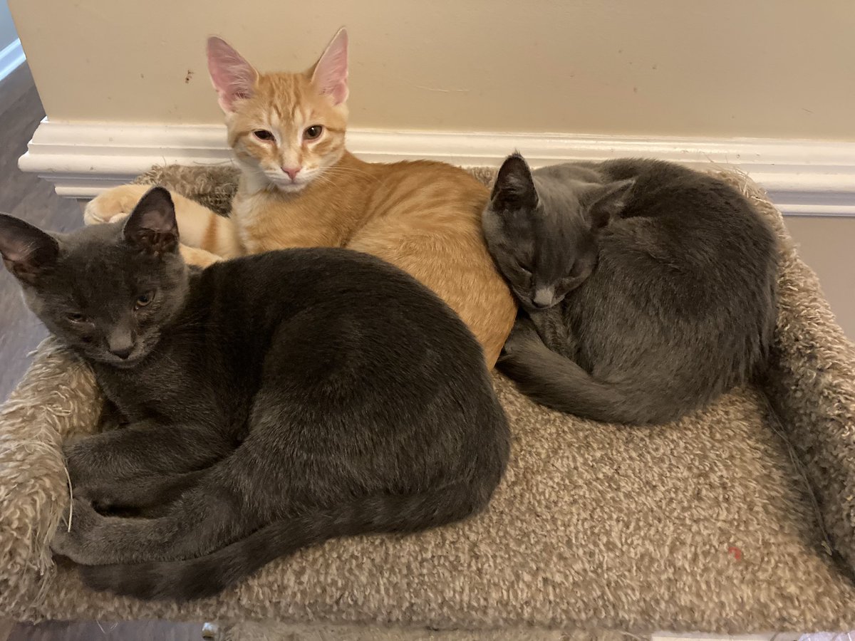 MarsRoverCat's tweet photo. This is like…half of them. I can’t even keep track of all of them anymore. https://t.co/l0pbcgK5IF