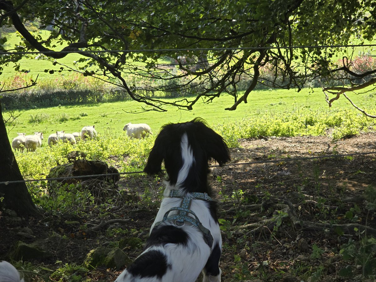 Goodbye tidy writing room. The spaniel is in 😅 ❤️. 12 weeks post hip replacement surgery, and he's doing bloody brilliantly. Full freedom to run around with his pals very soon 😁😁xx
#amwriting 
#rescuedog