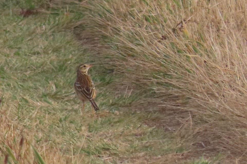 A truly epic day in Norfolk with <a href="/AnimalGenius30/">animalgenius</a> <a href="/TSbirding/">Toby’s Birding</a>. Started the cracking Asian Desert Warbler at Winterton followed by really showy Hoopoe at North Walsham, Siberian Stonechat at Cromer and then not 1 but 2 Richard's Pipits at Happisburgh and a bonus Red-backed Shrike!