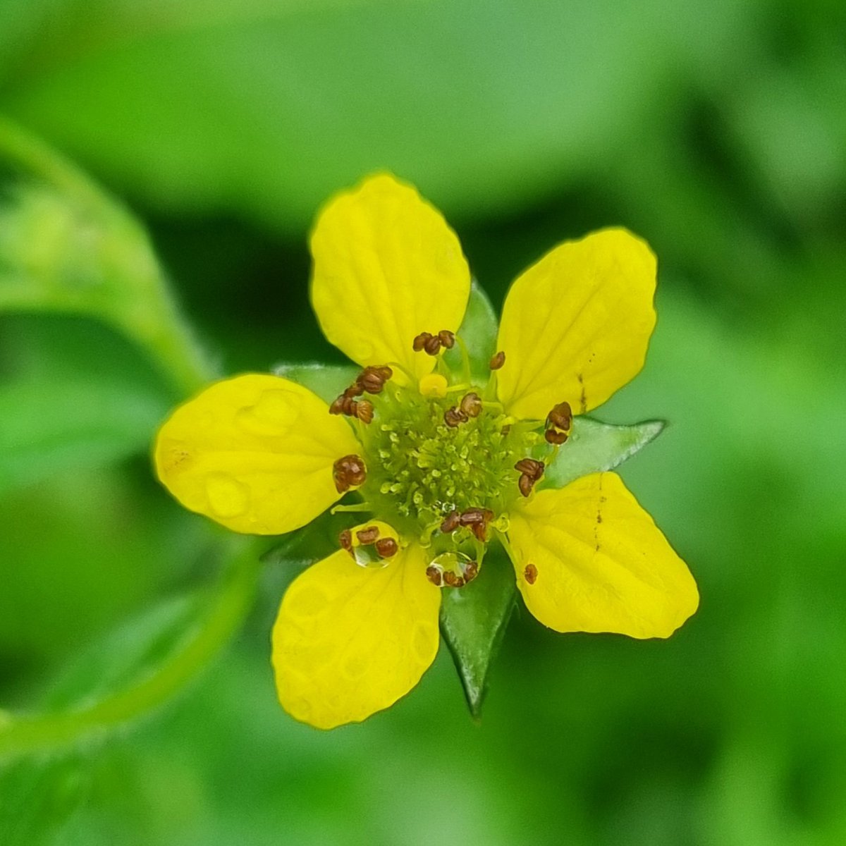 Wood Avens still in flower on Killiney Hill. #wildflowerhour