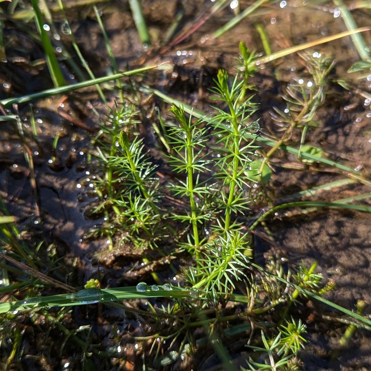 So much to choose from for my #FavouriteFind for 2024, but how can it be anything other than the Whorled Caraway (Carum verticillatum) in Easdale (Grasmere)...
which was a brand new county record for Westmorland!

#Wildflowerhour #Botany
