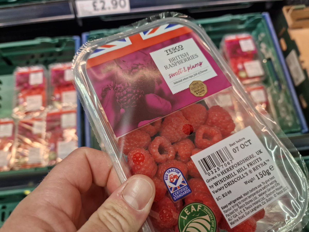 A collection of pictures showing the 6 months from nursery to the store for the ⁦⁦<a href="/WindmillHFruits/">Windmill Hill Fruits</a>⁩ ⁦<a href="/AntSnell/">Anthony Snell</a>⁩ ⁦<a href="/Tesco/">Tesco</a>⁩ ⁦<a href="/LEAF_Farming/">LEAF</a>⁩ late season raspberries grown with the great guidance of the ⁦<a href="/driscollsberry/">Driscoll's Berries</a>⁩ team #IPM #herefordshire