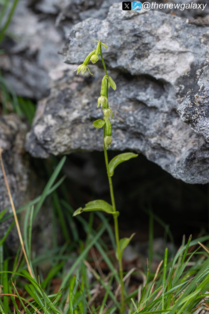 thenewgalaxy's tweet photo. For the final #wildflowerhour of the year, I'd like to post my #FavouriteFind

It's probably the Pendulous Flowered Helleborine (Epipactis phyllanthes) that pops up from time to time on the limestone pavements of #HuttonRoof

It's very similar to a taxon from Scandinavia that goes by the name of "var confusa" but this plant is in my opinion something different and probably a separate variant worthy of recognition