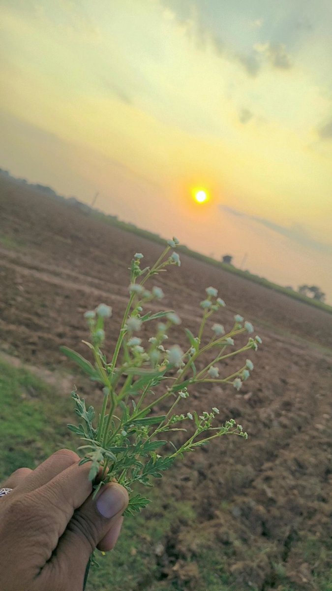 Haripeepalwara's tweet photo. #_Celebration is my religion, love is the message and silence is my truth.
God morning everyone 🌞 https://t.co/xUGzI5v7YO